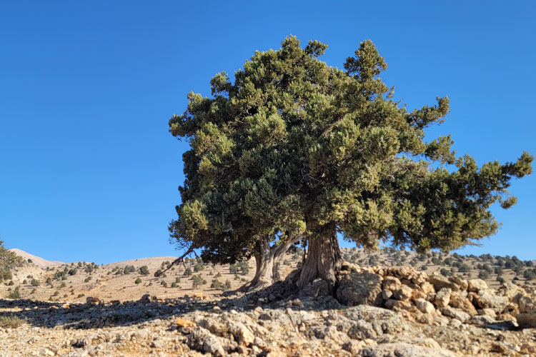 Barka Ouyoune Orgosh