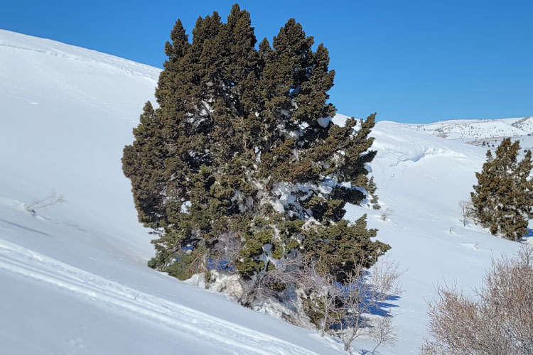 Hermel To Ouyoune Orgosh
