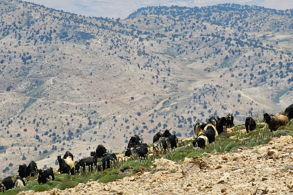 Ouyoune Orgosh Kornet El Sawda