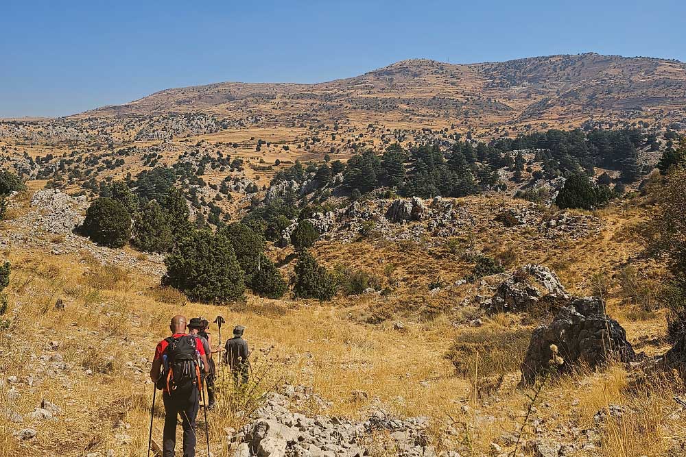 Al Elleh Forest